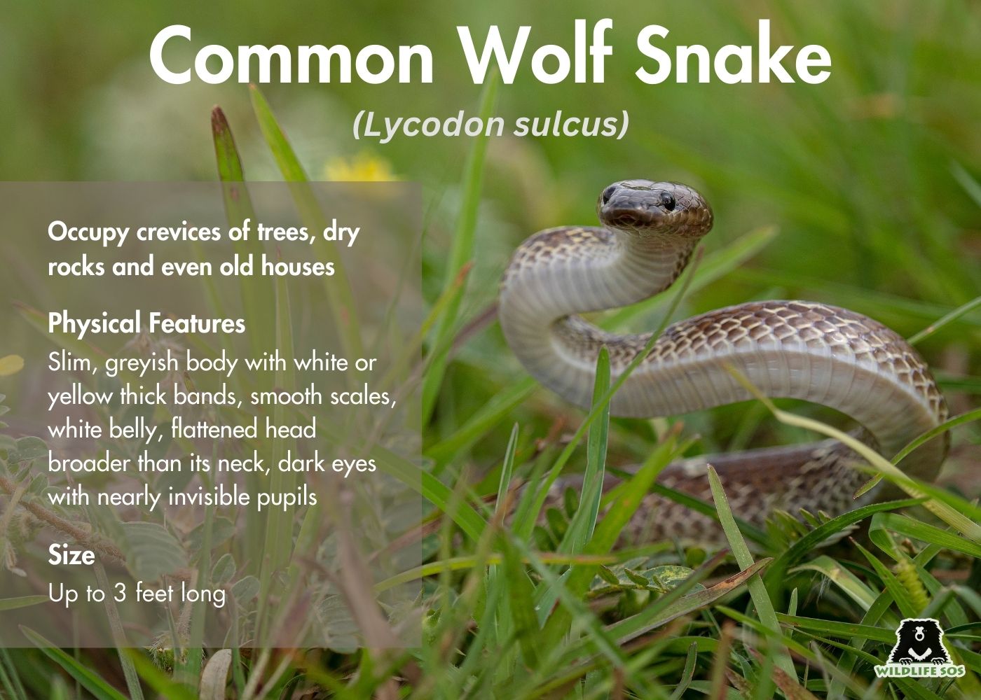 Common wolf snake infographic