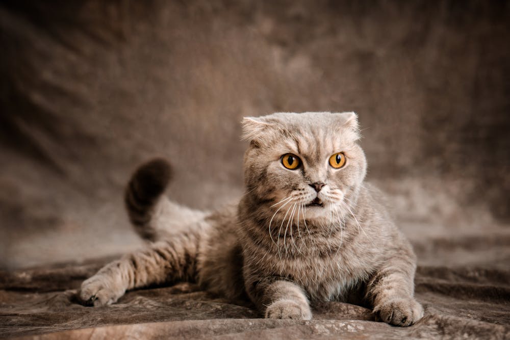 Scottish Fold Cat