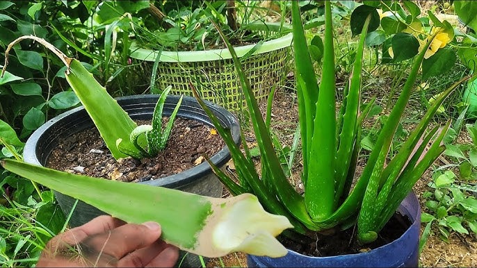 Aloe Propagation From Leaves