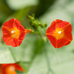 100 flowers name in punjabi
