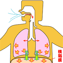 腹式呼吸的方法