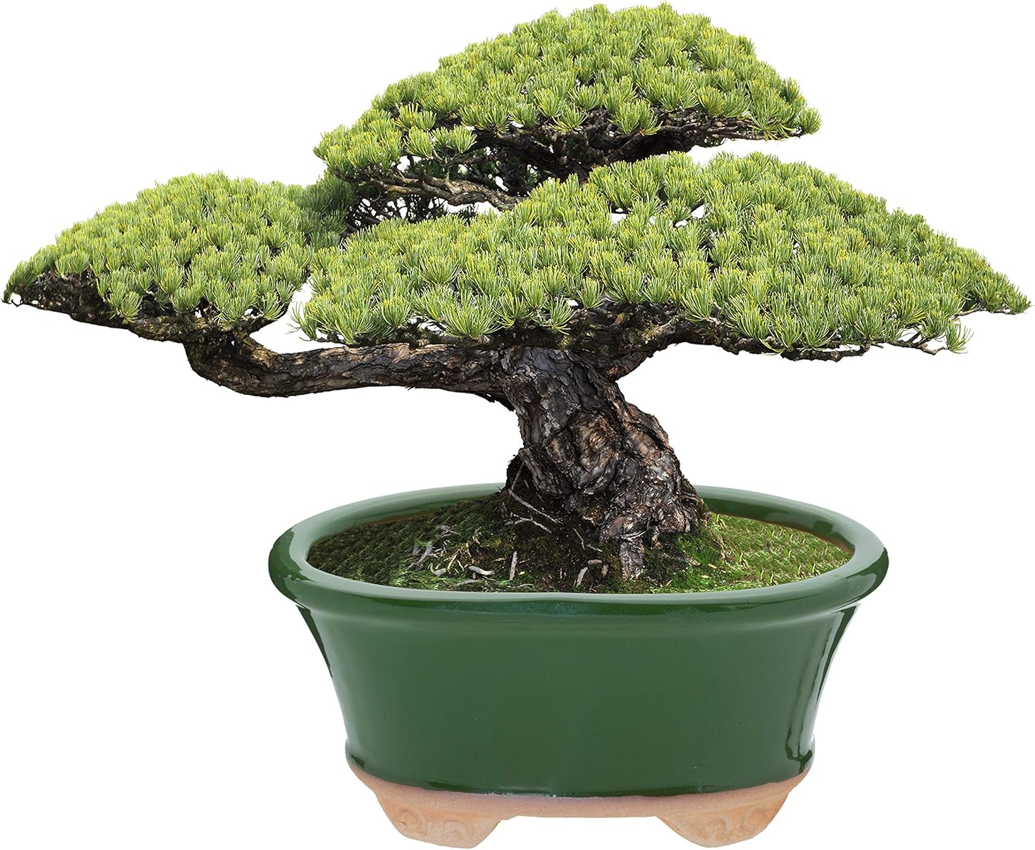 Green oval bonsai pot 