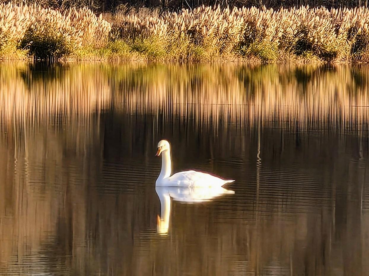 A white swan on a lake

Description automatically generated