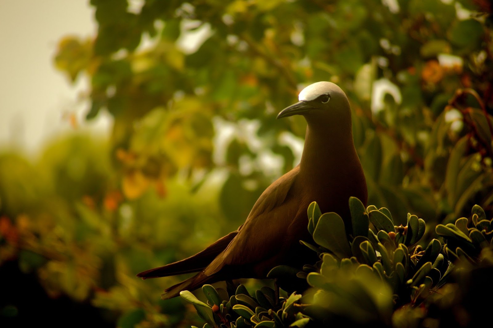 Barbuda’s Frigate Bird Sanctuary is home to one of the world’s largest frigate bird colonies.