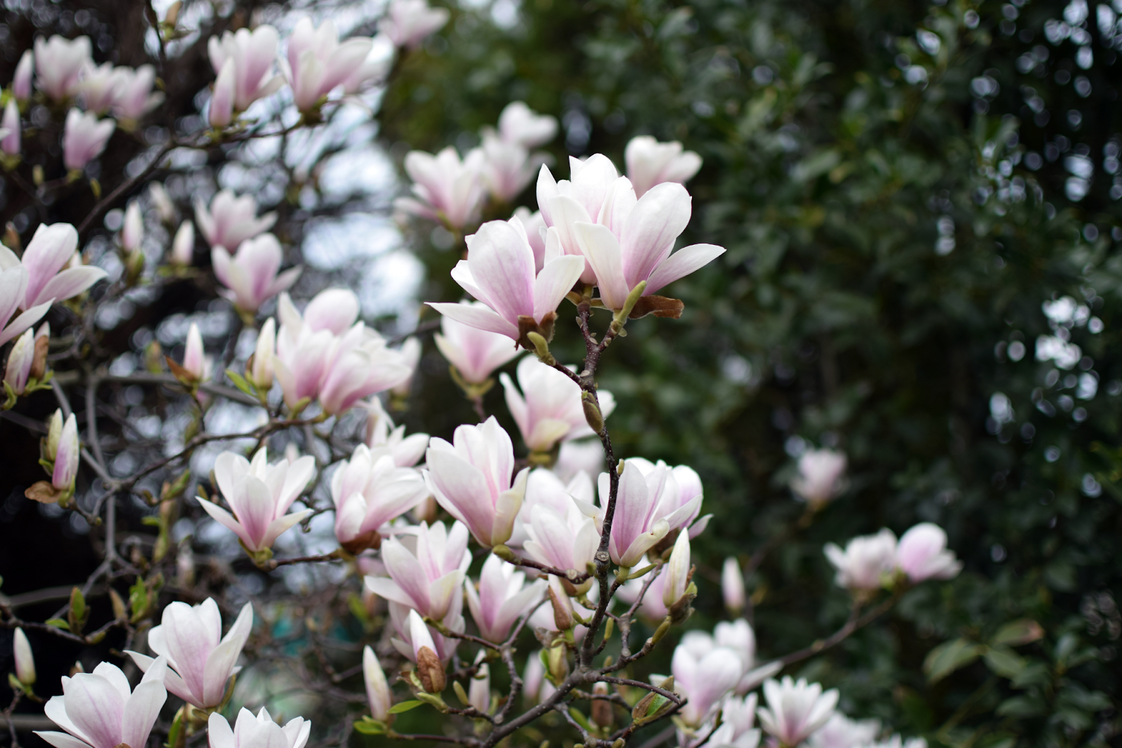 A blooming Saucer Magnolia tree with soft pink flowers, showcasing the results of careful tree service and maintenance.