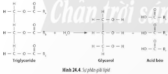 BÀI 24 - QUÁ TRÌNH TỔNG HỢP VÀ PHÂN GIẢI Ở VI SINH VẬTMỞ ĐẦUCâu 1: Một con bò nặng 500 kg chỉ sản xuất thêm mỗi ngày 0,5 kg protein; 500 kg cây đậu nành mỗi ngày tổng hợp được 40 kg protein nhưng 500 kg nấm men có thể tạo thành mỗi ngày 50 tấn protein. Sự khác nhau về sinh khối được tạo ra từ các loài sinh vật trên có thể giải thích như thế nào?Đáp án chuẩn:Sự khác biệt về sinh khối từ các sinh vật được giải thích bởi tốc độ tổng hợp và phân giải chất hữu cơ khác nhau. Nấm men, với kích thước nhỏ, có khả năng hấp thu và chuyển hóa nhanh các chất dinh dưỡng, dẫn đến việc nhanh chóng đạt được sinh khối lớn hơn so với các sinh vật có kích thước lớn hơn như con bò hay cây đậu nành.I. QUÁ TRÌNH TỔNG HỢP Ở VI SINH VẬTCâu 1: Hãy cho biết các đặc điểm chung của quá trình tổng hợp chất hữu cơ.Đáp án chuẩn:Đặc điểm chung của quá trình tổng hợp chất hữu cơ là sử dụng hợp chất mở đầu là ADP-glucose và tạo ra các polysaccharide bằng cách liên kết các phân tử glucose qua liên kết glycosidic.Câu 2: Tìm thông tin liên quan tới gôm sinh học và cho biết vai trò của gôm sinh học trong đời sống con người.Đáp án chuẩn:Một số loại polysaccharide do vi sinh vật tiết ra vào môi trường được gọi là gôm.* Vai trò của chúng bao gồm bảo vệ tế bào vi sinh vật khỏi sự khô hạn, ngăn ngừa virus, cung cấp carbon và năng lượng.* Ứng dụng của các loại gôm trong đời sống con người:- Sản xuất kem phủ bề mặt bánh.- Làm chất phụ gia trong khai thác dầu mỏ.- Trong lĩnh vực sinh học, chúng được sử dụng làm chất thay thế huyết tương và trong sinh hóa làm chất tách chiết enzyme.Câu 3: Tìm thông tin liên quan về một số loại chế phẩm sinh học từ vi sinh vật.Đáp án chuẩn: - Phân bón vi sinh bảo vệ môi trường đất.- Sử dụng chế phẩm vi sinh để ức chế các vi khuẩn có hại cho vật nuôi, bao gồm các loài như Bacillus licheniformis, Bacillus sp., nhằm cải thiện nền đáy ao nuôi thủy hải sản.Luyện tập: Trình bày tóm tắt bằng sơ đồ  hệ thống các quá trình tổng hợp các chất hữu cơ đa phân tử của vi sinh vật.II. QUÁ TRÌNH PHÂN GIẢI Ở VI SINH VẬTCâu 4: Quan sát Hình 24.3, 24.4, 24.5 và cho biết: Các chất hữu cơ đa phân tử được phân giải như thế nào? Ứng dụng của các quá trình này trong đời sống là gì? Đáp án chuẩn:Các vi sinh vật phân giải các chất hữu cơ đa phân tử. Ứng dụng của quá trình này trong đời sống là sản xuất nước mắm, tương ớt...Câu hỏi 5: Quan sát Hình 24.3, 24.4, 24.5 và cho biết: Cho biết đặc điểm chung của các quá trình phân giải chất hữu chất hữu cơ.Đáp án chuẩn:Đặc điểm chung của các quá trình phân giải chất hữu cơ là sử dụng các enzyme nội bào để chuyển hóa các hợp chất hữu cơ phức tạp thành các phân tử đơn giản và cung cấp năng lượng cho hoạt động của tế bào.Luyện tập: Lập bảng trình bày điểm chung và riêng của các quá trình phân giải ở vi sinh vật.Đáp án chuẩn:* Điểm chung:  - Chuyển hóa các chất hữu cơ phức tạp thành các chất đơn giản.  - Sử dụng enzyme trong quá trình phân giải.  - Cung cấp năng lượng cho tế bào.* Điểm riêng: Mỗi loài vi sinh vật sản xuất enzyme riêng để phân hủy các chất hữu cơ khác nhau. Ví dụ: enzyme protease phân hủy protein thành amino acid, enzyme nuclease phân hủy nucleic acid thành nucleotide.Vận dụng: Hãy thiết kế một sản phẩm học tập (mô hình, poster, tập san,...) trình bày vai trò của vi sinh vật đối với tự nhiên và đời sống con người.Đáp án chuẩn:Học sinh thiết kế sản phẩm theo chủ đề và trình bày sản phẩm theo các nội dung sau:Nguyên vật liệu (nêu rõ vật liệu nào mô tả cho thành phần nào)Các bước thực hiệnNội dung sản phẩm.BÀI TẬP