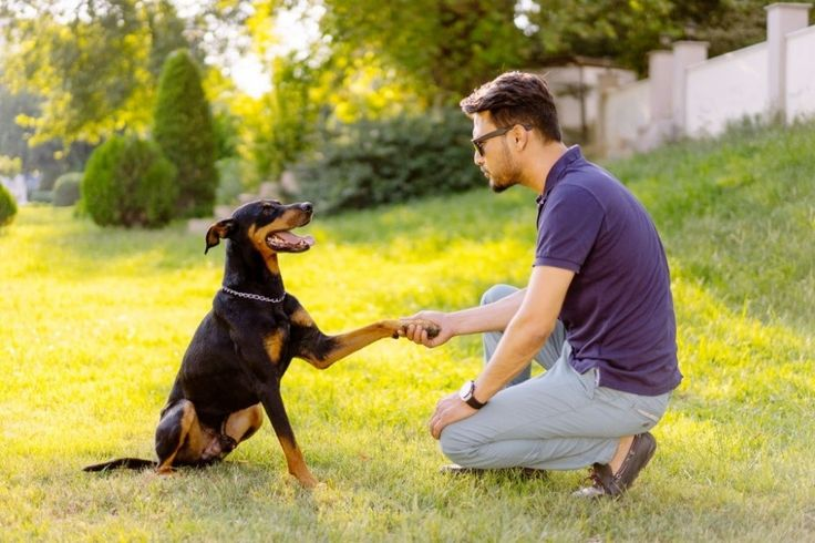 Training for Dogs in Whitefield