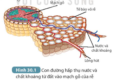 BÀI 30. TRAO ĐỔI NƯỚC VÀ CHẤT DINH DƯỠNG Ở THỰC VẬT MỞ ĐẦUCâu hỏi: Cây xanh không có một trái tim để bơm máu đi nuôi cơ thể như ở hầu hết động vật, vậy các chất cần thiết cho cơ thể (nước, chất khoáng và chất hữu cơ) được vận chuyển như thế nào trong cây?Đáp án chuẩn:Cây xanh lấy nước và các chất dinh dưỡng từ rễ cây, sau đó theo thân cây đi đến các cơ quan.I. SỰ HẤP THỤ NƯỚC VÀ CHẤT KHOÁNG TỪ MÔI TRƯỜNG NGOÀI VÀO RỄCâu hỏi: Quan sát hình 30.1, mô tả con đường nước và chất khoáng từ đất đi vào mạch gỗ của cây.Đáp án chuẩn:Nước và chất khoáng hòa tan trong đất được lông hút hấp thụ sẽ được vận chuyển đi qua vỏ rễ rồi vào mạch gỗ của cây.II. SỰ PHÁT TRIỂN CÁC CHẤT TRONG CÂYCâu hỏi: Đọc thông tin trong mục II kết hợp với quan sát Hình 30.2, thảo luận và hoàn thành theo mẫu Bảng 30.1.Đáp án chuẩn:Loại mạchHướng vận chuyển chủ yếuChất được vận chuyểnNguồn gốc của chất được vận chuyểnMạch gỗtừ rễ, vận chuyển lên thân và lá câynước và chất khoáng hòa tantừ môi trường ngoàiMạch râytừ lá cây được vận chuyển theo mạch rây đến các nơi cần sử dụngchất hữu cơđược tổng hợp từ láIII. QUÁ TRÌNH THOÁT HƠI NƯỚC Ở LÁ1. Hoạt động đống, mở khí khổngCâu hỏi: Quan sát hình 30.3 mô tả quá trình thoát hơi nước qua khí khổng và cho biết độ mở của khí khổng phụ thuộc chủ yếu vào yếu tố nàoĐáp án chuẩn:- Thoát hơi nước: Khi no nước, thành mỏng của tế bào khí khổng căng ra → thành dày cong theo → khí khổng mở ra. Khi mất nước, thành mỏng hết căng và thành dày duỗi thẳng, khí khổng đóng lại.- Độ mở khí khổng phụ thuộc vào hàm lượng nước trong các tế bào hạt đậu.2. Ý nghĩa của sự thoát hơi nước ở láCâu 1: Thoát hơi nước có vai trò gì đối với thực vật và đối với môi trường?Đáp án chuẩn:Là động lực đầu trên của dòng mạch gỗ, tạo môi trường liên kết các bộ phận của cây, tạo độ cứng cho thực vật thân thảo.Câu 2: Tại sao vào những ngày hè nắng nóng, khi đứng dưới bóng cây, chúng ta có cảm giác át mẻ, dễ chịu?Đáp án chuẩn:Vì cây thoát hơi nước ra ngoài không khí làm hạ nhiệt độ không khí, ngoài ra, cây quang hợp tạo ra khí oxygen giúp quá trình hô hấp của chúng ta thuận lợi hơn.IV. MỘT SỐ YẾU TỐ CHỦ YẾU ẢNH HƯỞNG ĐẾN TRAO ĐỔI NƯỚC VÀ CHẤT DINH DƯỠNG Ở THỰC VẬTCâu 1: Kể tên các yếu tố ảnh hưởng đến quá trình trao đổi nước và các chất dinh dưỡng ở thực vật.Đáp án chuẩn:Các yếu tố: ánh sáng, nhiệt độ, độ ẩm đất, không khí,...Câu 2: Vì sao trước khi trồng cây hoặc gieo hạt, người ta thường làm đất tơi xốp và bón lót một số loại phân?Đáp án chuẩn:Vì để tăng khả năng giữ nước và chất dinh dưỡng cho đất tạo điều kiện tốt cho cây sinh trưởng, phát triển cho năng suất cao.V. Vận dụng hiểu biết về trao đổi chất và chuyển hóa năng lượng ở thực vật vào thực tiến