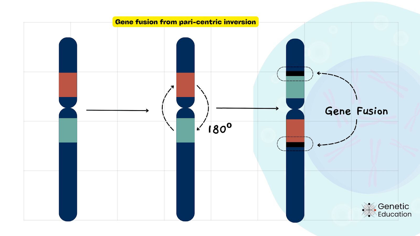 Illustration of gene fusion by chromosomal inversion.