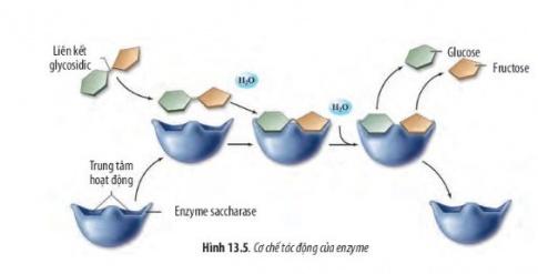 BÀI 13 - CHUYỂN HÓA VẬT CHẤT VÀ NĂNG LƯỢNG TRONG TẾ BÀOMỞ ĐẦUCâu 1: Tại sao khi hoạt động mạnh, thân nhiệt lại tăng cao hơn lúc bình thường?Đáp án chuẩn:Khi hoạt động mạnh, cơ thể thực hiện trao đổi chất để cung cấp năng lượng, dẫn đến sản sinh nhiệt năng và tăng thân nhiệt.I. NĂNG LƯỢNG VÀ CHUYỂN HÓA NĂNG LƯỢNGCâu 1: Trong tế bào có những dạng năng lượng nào? Dạng năng lượng nào được tế bào sử dụng chủ yếu? Đáp án chuẩn:- Trong tế bào có các dạng năng lượng: hóa năng, điện năng, nhiệt năng,vv..- Dạng năng lượng hóa năng được tế bào sử dụng chủ yếu. Câu 2: Quan sát Hình 13.1 và cho biết: a, Năng lượng loài linh dương sử dụng lấy từ đâu? Xác định dạng của năng lượng đó.b, Khi linh dương chạy, năng lượng được biến đổi như thế nào?Đáp án chuẩn:a, Linh dương lấy năng lượng từ thức ăn và nước uống, lưu trữ dưới dạng hóa năng trong các liên kết hóa học của thức ăn.b, Khi chạy, linh dương chuyển đổi hóa năng thành năng lượng động và nhiệt.Luyện tập: Năng lượng được sinh vật lấy vào qua thức ăn có bị thất thoát không? Giải thích.Đáp án chuẩn:Năng lượng từ thức ăn không thể chuyển hóa hết thành năng lượng sử dụng và tích lũy do nhiều nguyên nhân, dẫn đến sự thất thoát.II. ATP - “ĐỒNG TIỀN” NĂNG LƯỢNG CỦA TẾ BÀOCâu 3: Quan sát Hình 13.2, hãy nêu các thành phần cấu tạo của phân tử ATP.Đáp án chuẩn:3 nhóm phosphat, đường ribose, adenine.Câu 4: Tại sao liên kết giữa các nhóm phosphate được gọi là liên kết cao năng?Đáp án chuẩn:Liên kết giữa các nhóm phosphate được gọi là liên kết cao năng vì khi liên kết này bị bẻ gãy sẽ giải phóng ra một lượng lớn năng lượngCâu 5: ATP được dùng để cung cấp năng lượng cho các hoạt động nào sau đây?a, Hoạt động lao độngb, Tổng hợp các chấtc, Vận chuyển thụ độngd, Co cơĐáp án chuẩn:ATP được dùng để cung cấp năng lượng cho các hoạt động :a, Hoạt động lao độngb, Tổng hợp các chấtd, Co cơCâu 6: Quan sát Hình 13.3, hãy mô tả quá trình tổng hợp và phân giải ATP.Đáp án chuẩn:Khi tế bào sử dụng ATP để cung cấp năng lượng, ATP bị phân giải thành ADP và phosphate, giải phóng năng lượng. Phosphate này sau đó liên kết với chất cần năng lượng. Sau khi hoàn thành chức năng, phosphate liên kết trở lại với ADP để tái tạo ATP.Câu 7: Các nhận định dưới đây là đúng hay sai? Giải thích.a, Quá trình (1) là sự giải phóng năng lượng.b, Quá trình (2) là sự tích lũy năng lượng.Đáp án chuẩn:Quá trình (2) là sự tích lũy năng lượng do liên kết năng lượng cao bị bẻ gãy, dẫn đến giải phóng năng lượng. Quá trình (1) là quá trình tiêu tốn năng lượng do hình thành liên kết năng lượng cao.Luyện tập 2: Tại sao ATP được gọi là  đồng tiền