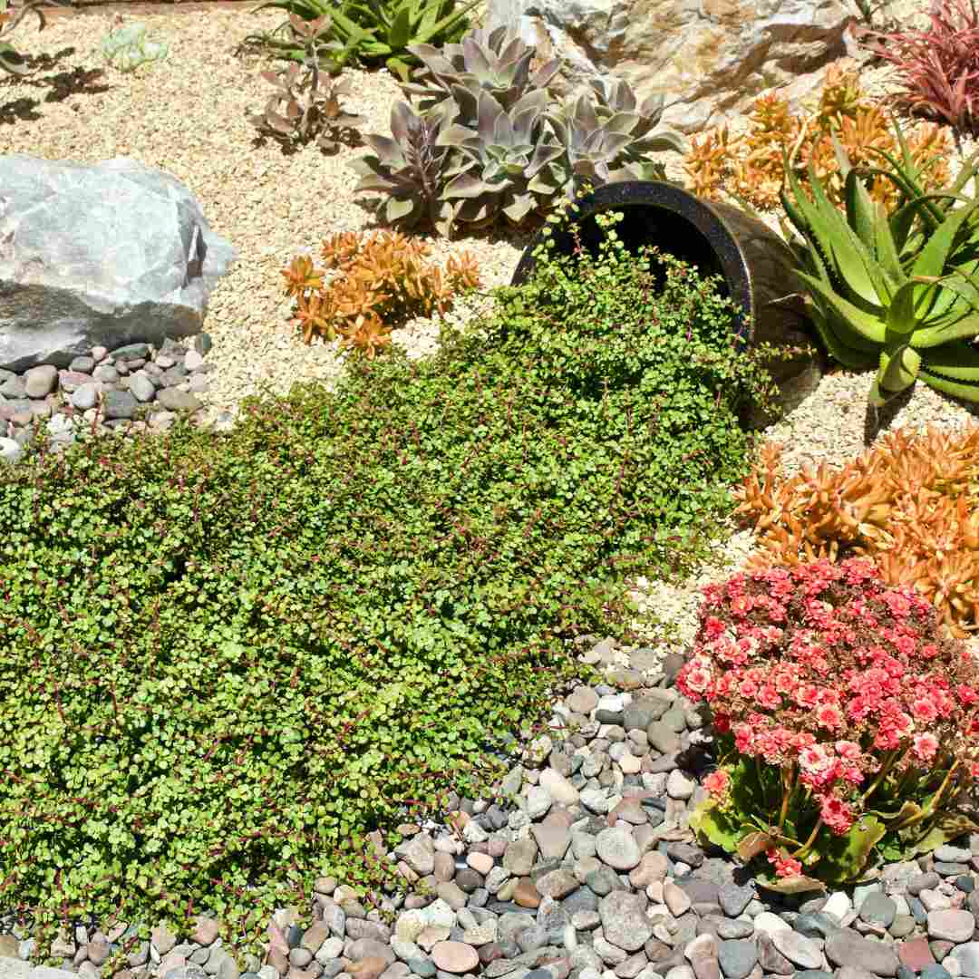 A garden scene featuring low-maintenance Prescott landscaping with various succulents and stones. Greenery spills out of a tipped black pot, surrounded by a variety of succulent plants and smooth stones on a sandy surface.