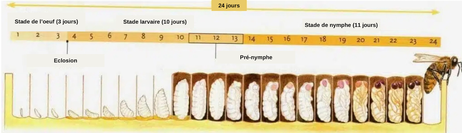 Qui est qui dans la ruche ? Une société très structurée - APICULTEUR DÉBUTANT