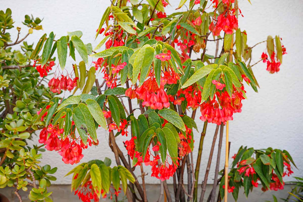 Benefits of Well-Maintained Angel Wing Begonia