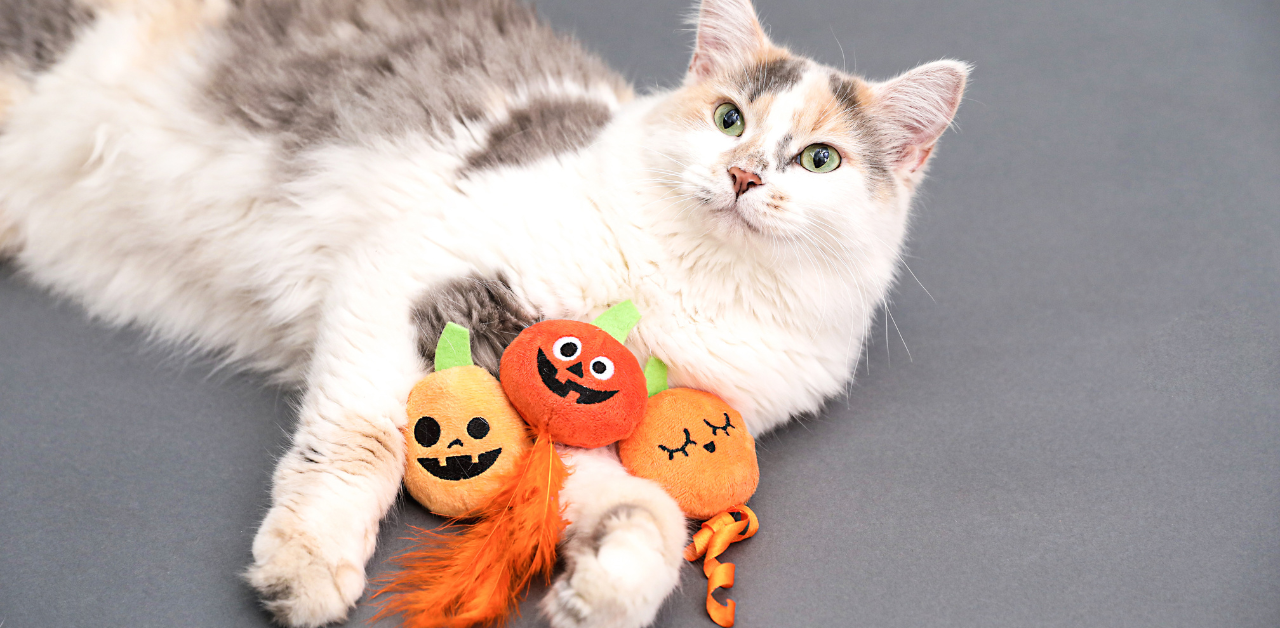 Fluffy white and gray cat lying on a gray surface with three orange pumpkin toys featuring Halloween-themed faces