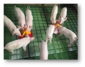 C:\Users\dr hmar.LPM\Desktop\Infrastructure LFP\Piggery photos\Selected\DAY 28.jpg
