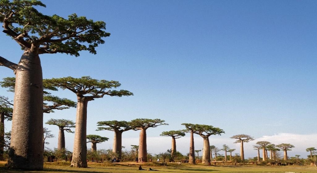 D:\HUGUES FOLDERS\OPHIR International Services\PRESENTATION OF MADAGASCAR\Tourism of Madagascar\Images\MORONDAVA - ALLEE DES BAOBABS - 3.jpg