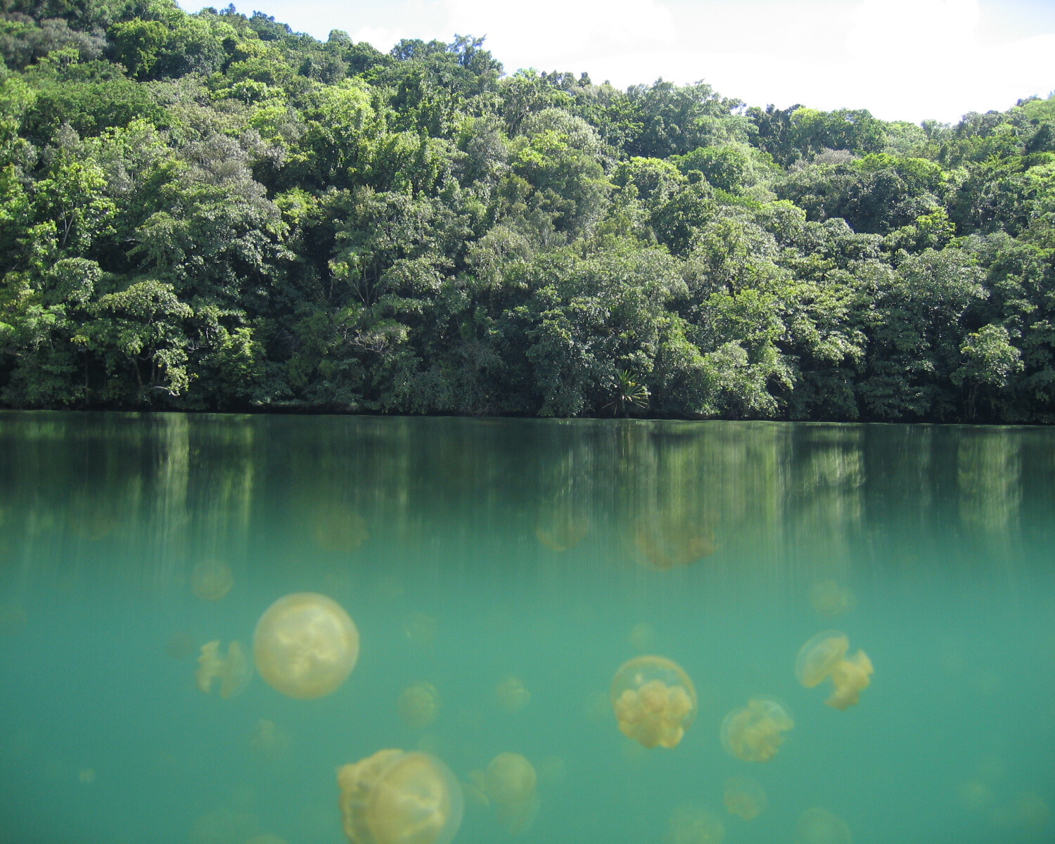 Jellyfish Lake, with its clear waters surrounded by lush greenery.