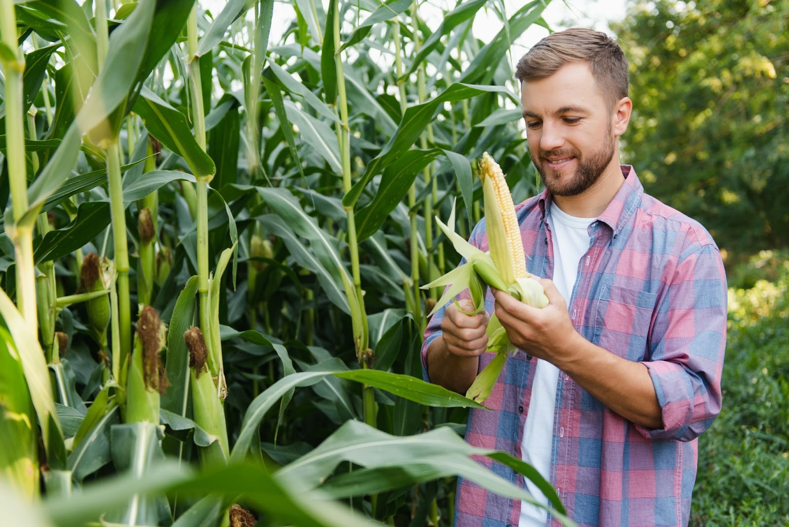 A man in hand maize and opened in land