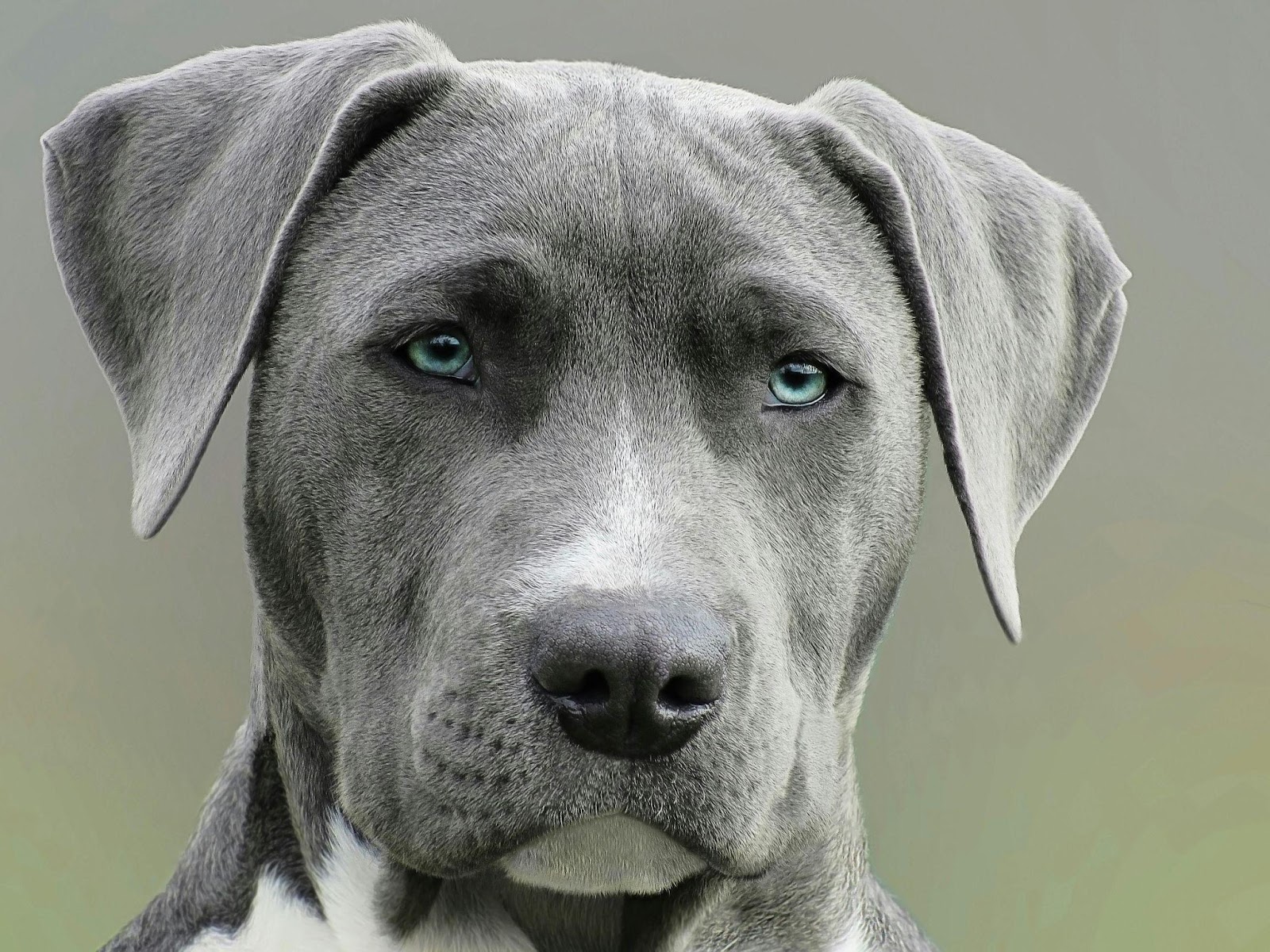 photo of dog with blue eyes