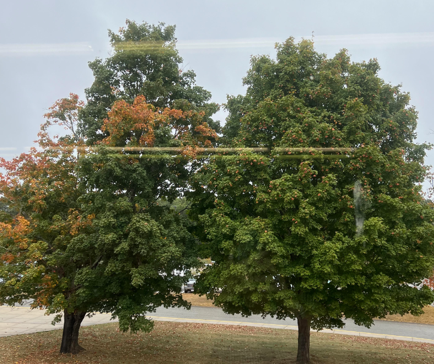 image of the trees in front of the high school starting to turn color