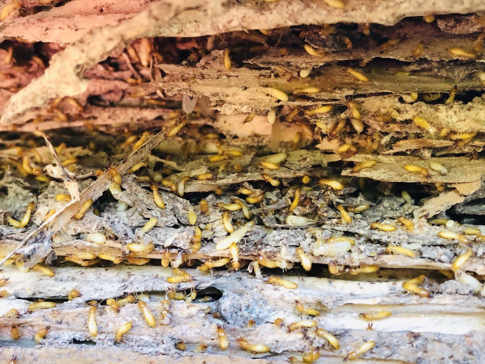 is a termite an insect - Close-up of a termite infestation inside damaged wood.