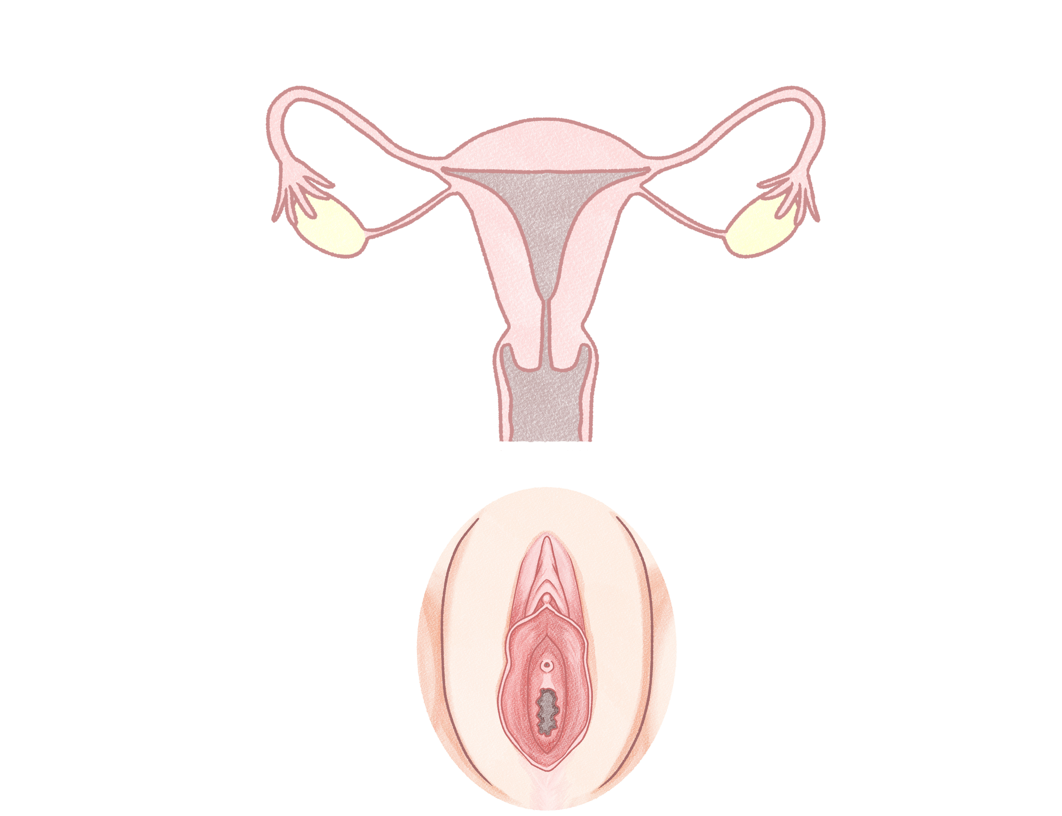 vulva