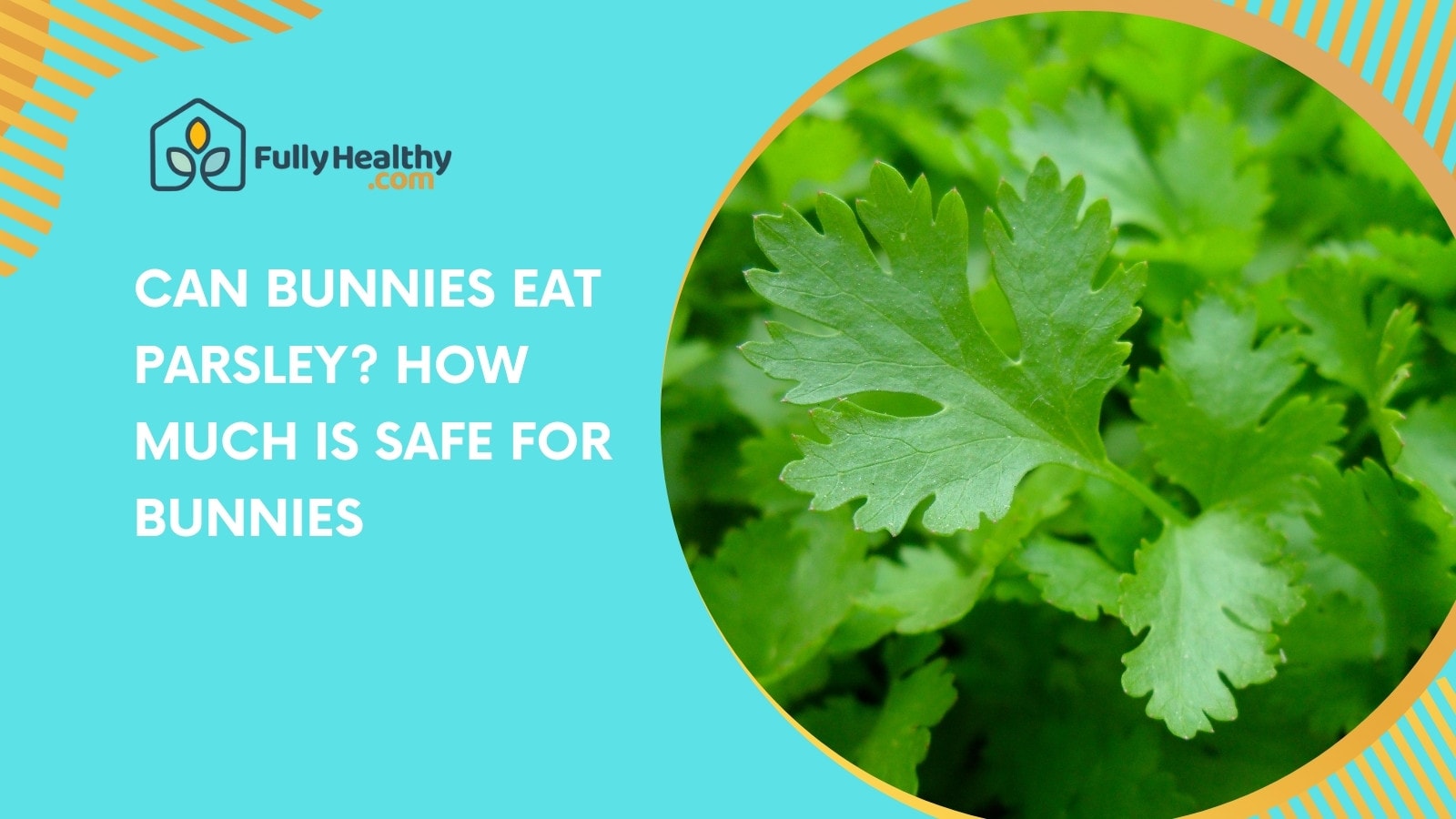Can Bunnies Eat Parsley? How Much Is Safe For Bunnies