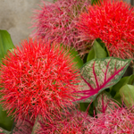 10 flowers name in Kannada
