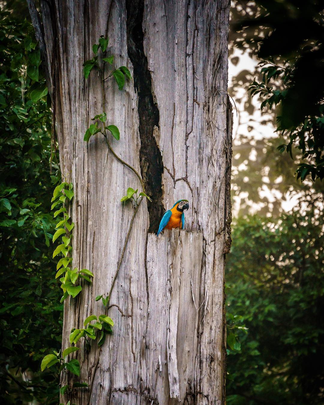 Madidi National Park