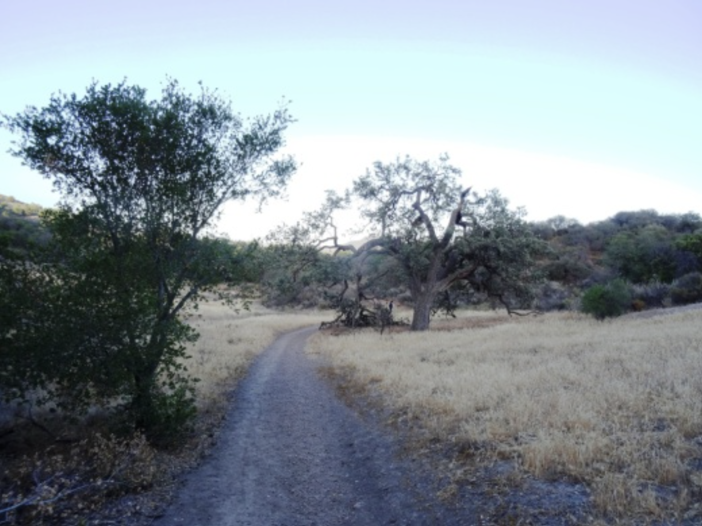 Triunfo Canyon Trail.png