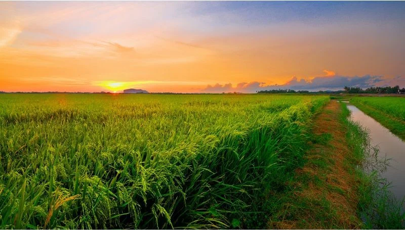 visit kedah 2025 kedah rice field