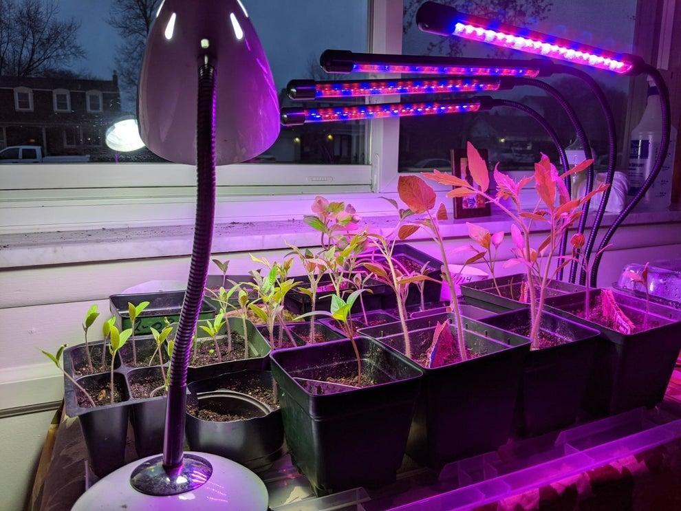 Growing Plants under Indoor Lights