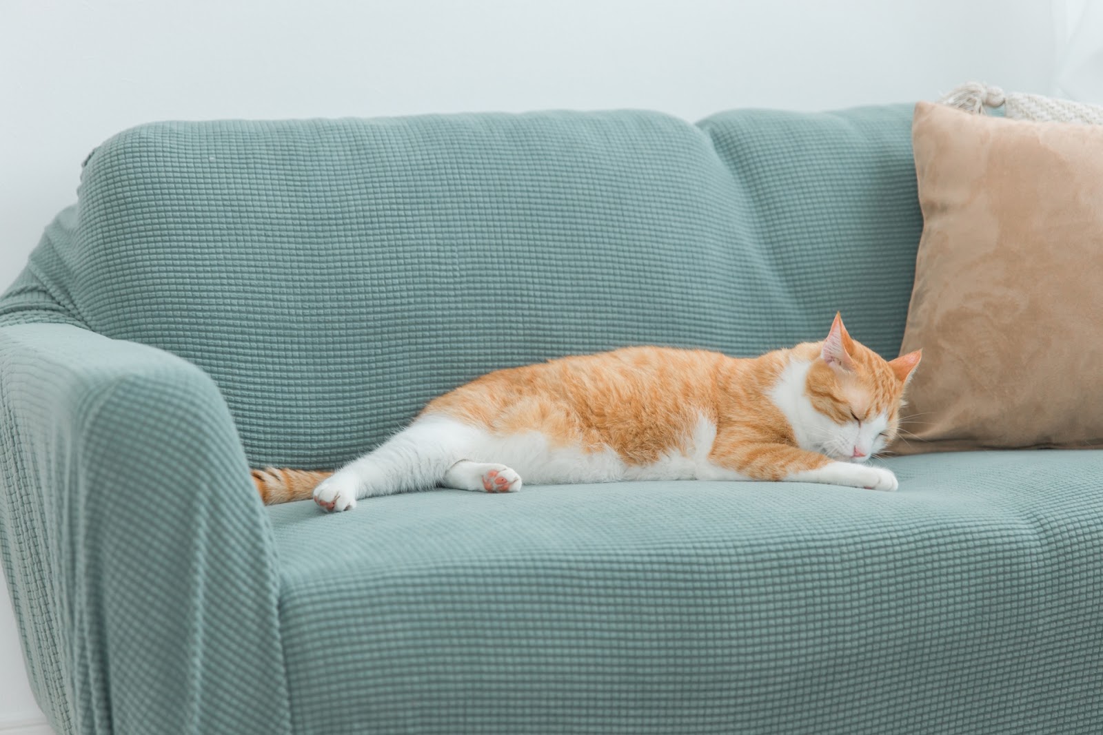 冬の部屋の中でくつろぐ猫