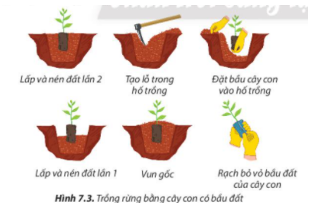 BÀI 7. TRỒNG, CHĂM SÓC VÀ BẢO VỆ RỪNG1. Trồng rừngCâu 1: Ở nước ta, mùa nào trong năm có khí hậu thuận lợi giúp cây con phát triển tốt? Vì sao?Đáp án chuẩn:Mỗi loại cây sẽ phù hợp với từng loại khí hậu khác nhau. Ở Việt Nam, mùa xuân thường có khí hậu thuận lợi cho sự phát triển của cây trồng. Nó có nhiệt độ ấm áp, ánh sáng ban ngày đầy đủ và mưa phùn. 1.1 Chuẩn bịa. Chuẩn bị cây conCâu 2: Quan sát Hình 7.1 và cho biết ưu điểm khi trồng rừng bằng cây con. Theo em, phương pháp trồng rừng bằng cây con có bầu đất và cây con rễ trần có nhược điểm như thế nào?Đáp án chuẩn:Trồng rừng bằng cây con có bầu:- Ưu điểm: Cây được trồng có đầy đủ cấu trúc lá, thân, rễ, sức đề kháng cao, giảm thời gian chăm sóc và tỉ lệ sống cao, dễ vận chuyển.- Nhược điểm: Yêu cầu kỹ thuật và diện tích để cây phát triển tốt, chi phí mua bao phải mất nhiều thời gian và công sức hơn.Trồng rừng bằng cây con rễ trần:- Ưu điểm: Cây được trồng gần gũi với tự nhiên, có đầy đủ cấu trúc lá, thân, rễ, sức đề kháng cao, giảm thời gian chăm sóc và ít tốn kém.- Nhược điểm: Chỉ phù hợp với các loài cây có khả năng phục hồi nhanh như tràm, đước, tre...b. Làm đất trồng câyCâu 3: Đất trồng rừng cần được chuẩn bị như thế nào để trồng được cây con đã có rễ?Đáp án chuẩn:- Đào hố.+ Phát dọn cỏ dại đào hố, xới cỏ xung quanh miệng hố.+ Lấy lớp đất màu đem trộn với phân lân.- Cuốc thêm đất, đập nhỏ và nhặt sạch cỏ và lấp đầy hố.Câu 4: Hãy cho biết tác dụng của bón lót.Đáp án chuẩn:Bón phân vào đất trước khi gieo trồng để phân hủy thành chất dinh dưỡng cho cây. Bón phân lót để cung cấp dinh dưỡng cho cây con khi mới mọc và bén rễ.1.2, Trồng rừng bằng cây cona. Trồng bằng cây con có bầu đấtCâu 5: Theo em, tại sao ở những vùng đất xấu, đồi núi trọc lại áp dụng trồng rừng bằng cây con có bầu đất?Đáp án chuẩn:Trong vùng đất xấu, đồi núi trọc, trồng rừng bằng cây con có bầu đất cho phép can thiệp và điều chỉnh để đảm bảo đủ phân bón và đất tơi xốp cho cây phát triển. Câu 6: Quan sát Hình 7.3 và sắp xếp các công việc trồng rừng bằng cây con có bầu đất theo thứ tự thích hợp.Đáp án chuẩn:Tạo lỗ trong hố trồng -> Rạch vỏ bầu đất của cây con -> Đặt bầu cây con vào hố trồng -> Lấp và nén đất lần 1 -> Lấp và nén đất lần 2 -> Vun gốc.Câu 7: Hãy giải thích tác dụng của từng bước trong quy trình trồng rừng bằng cây con có bầu đất.Đáp án chuẩn:Bước 1: Tạo lỗ trong hố trồng sâu hơn chiều cao bầu đất để chôn bầu đất hoàn toàn.Bước 2: Rạch vỏ bầu để rễ phát triển thuận lợi và tiếp xúc với đất tự nhiên để hấp thụ dinh dưỡng.Bước 3: Đặt bầu vào lỗ trong hố và bắt đầu trồng cây.Bước 4: Lấp đất lần 1, nén nhẹ để cây hấp thụ phân bón.Bước 5: Lấp đất lần 2, nén chặt để giữ vững gốc cây.Bước 6: Vun đất quanh gốc để tránh ngập úng khi tưới nước hoặc mưa.b. Trồng bằng cây con rễ trầnCâu 8: Quan sát hình 7.4, giải thích các thao tác kĩ thuật của phương pháp trồng rừng bằng cây con rễ trần.Đáp án chuẩn:- Tạo lỗ trong hố trồng để sắp xếp cây con vào.- Đặt cây con giữa hố, giữ thân cây thẳng đứng, rễ chân không bị cong, rễ lớn và rễ nhỏ tự nhiên phân bố, cổ rễ nằm dưới mặt đất khoảng 2-3cm.- Sử dụng đất nhẹ nhàng lấp lần 1 và nén chặt xung quanh để giữ cây cân bằng.- Vun đất quanh gốc: vun đất lên cao hơn gốc cây để nước dễ thoát khi tưới nước hoặc mưa, tránh tình trạng ngập úng.Câu 9: Nêu những điểm khác nhau giữa hai bước lấp và nén đất lần 1 và lần 2.Đáp án chuẩn:- Lấp và nén đất lần 1: Để định hình cây trong hố trồng, giữ cho cây thẳng đứng và cân bằng, tránh cây bị xiêu vẹo.- Lấp và nén đất lần 2: Để đảm bảo gốc cây được chặt chắc, không bị đổ, và giúp cây có rễ chắc hơn để hút chất dinh dưỡng từ đất.Câu 10: Hãy giải thích tác dụng của vun đất cao hơn gốc cây trong bước vun gốc.Đáp án chuẩn:Để khi tưới nước hay mưa xuống đất lún xuống bằng miệng hố, nước có thể thoát đi dễ dàng, cây không bị ngập úng.1.3. Chăm sóc rừng sau khi trồngCâu 11: Hãy nêu nguyên nhân khiến rừng sau khi trồng có tỉ lệ cây chết cao.Đáp án chuẩn:- Khí hậu khắc nghiệt, thời tiết xấu- Do cây cỏ hoang dại chèn ép cây trồng khiến cây trồng không đảm bảo được điều kiện sinh trưởng và phát triển- Đất khô và thiếu chất dinh dưỡngCâu 12: Vì sao cần phát quang khi chăm sóc cây rừng mới trồng.Đáp án chuẩn:- Tránh cho cây hoang dại chèn ép cây trồng.- Để loại bỏ nơi trú ẩn của các sâu bọ gây hại cho cây.- Tránh sự chèn ép về ánh sáng, dinh dưỡng đối với cây rừng2. Bảo vệ rừng2.1. Sự cần thiết phải bảo vệ rừngCâu 13: Theo em, trong trường hợp nào nên rào bảo vệ từng cây rừng mới trồng như Hình 7.6?Đáp án chuẩn:Theo em , nên rào bảo vệ từng cây rừng mới trồng trong trường hợp các cây trồng phân tán, có tán rộng, nhiều cành conCâu 14: Hình 7.7 cho thấy rừng có thể bị mất do những nguyên nhân nào?Đáp án chuẩn:- Hình 7.7a: Chặt phá rừng lấy gỗ- Hình 7.7b: Cháy rừng, ốt rừng làm nương rẫy- Hình 7.7c: Chuyển và xâm lấn rừng rừng tự nhiên sang sản xuất nông nghiệp và đất khác.Câu 15: Vì sao cần phải bảo vệ rừng?Đáp án chuẩn:- Giữ gìn tài nguyên thực vật và động vật, bảo tồn các nguồn gen quý hiếm.- Đảm bảo chỗ ở cho động vật và tạo điều kiện thuận lợi cho sự phát triển của rừng.- Bảo vệ môi trường sinh thái và giúp điều hòa khí hậu.Luyện tậpCâu 1: Vì sao cần nén đất 2 lần khi trồng rừng bằng cây con?Đáp án chuẩn:- Lấp đất lần 1 để đảm bảo gốc cây được chăt không bị đổ- Lấp đất lần 2 để rễ chắc hơn và đảm bảo hút chất dinh dưỡng từ lòng đất . Câu 2: Hãy so sánh quy trình trồng rừng bằng cây con rễ trần và cây con có bầu đất.Đáp án chuẩn:* Giống nhau: Đều gồm các bước: Phải chuẩn bị đất, tạo lỗ trong hố đất, đặt cây vào lỗ trong hố đất, lấp đất, nén chặt, vun đất kín gốc cây.* Khác nhau:Tạo lỗ trong hố đất:- Trồng cây có bầu chỉ tạo lỗ trong hố đất vừa với bầu, sau đó đặt cả bầu.- Trồng cây rễ trần phải tạo lỗ sâu trong hố đất để kín rễ, khi lấp đất không làm rễ cong, gãy.Số lần nén đất:- Trồng cây có bầu phải có 2 lần lấp và nén đất.- Trồng cây con rễ trần chỉ có 1 lần lấp và nén đất.Câu 3: Em hãy kể các công việc em có thể làm để phát triển, bảo vệ rừng và môi trường sinh thái.Đáp án chuẩn:- Nâng cao nhận thức về bảo vệ và phát triển rừng.- Trồng cây và tham gia các hoạt động bảo vệ môi trường.- Nghiêm cấm mọi hành động phá rừng, gây cháy rừng, lấn chiếm đất rừng, và vi phạm các quy định về khai thác động vật hoang dã.- Vứt rác đúng nơi quy định và sử dụng các đồ vật thân thiện với môi trường.Vận dụng