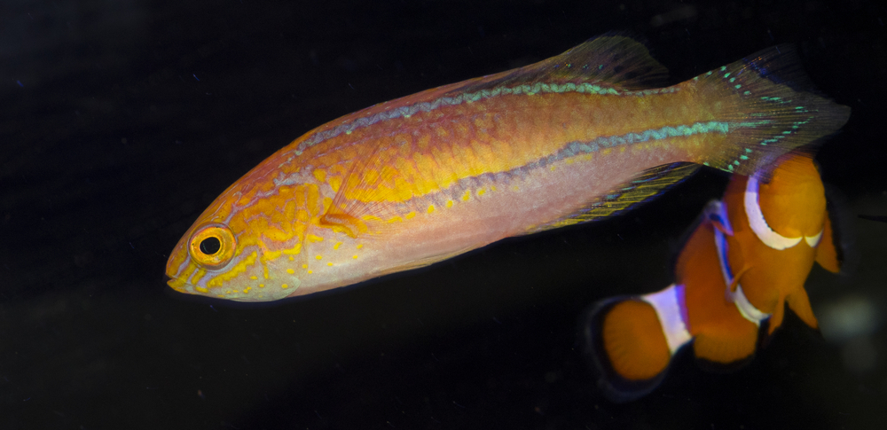 Pintail Wrasse