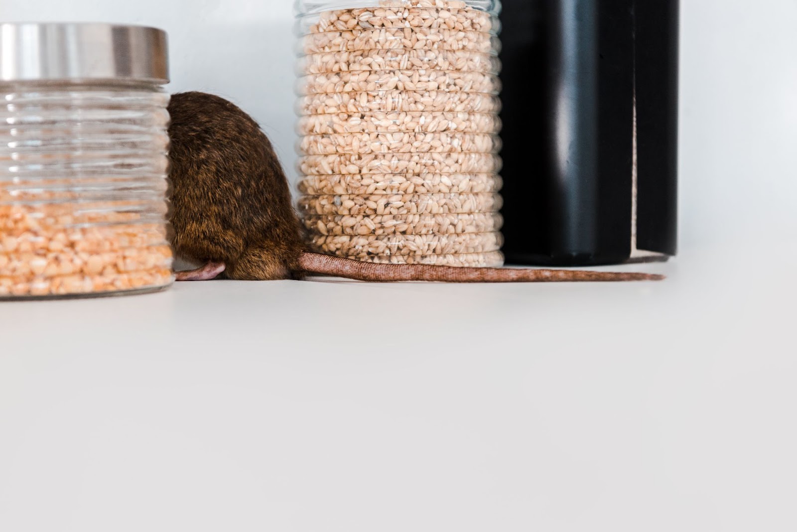 Close-up of a rat partially hidden among jars of cereal grains in a kitchen.