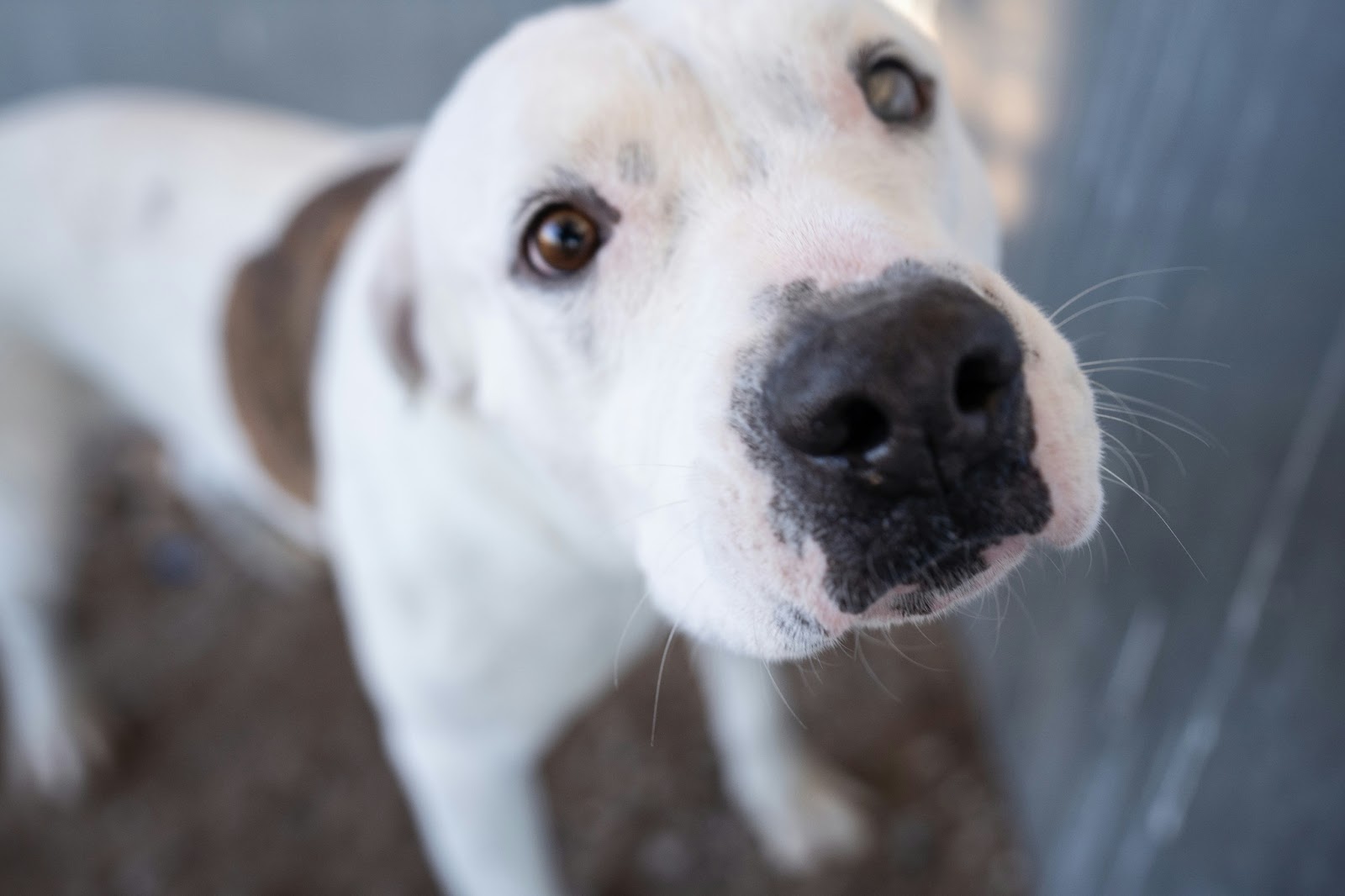 Tan and white pitbull tilting its head to illustrate Best Dog Food for Pitbulls 
