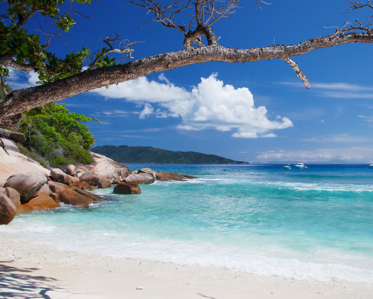 Beach with a branch partially covering the blue sky.