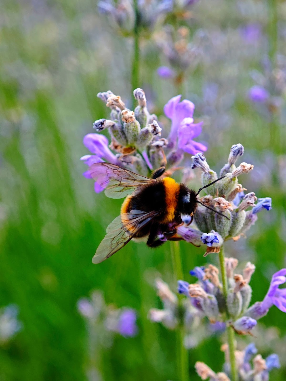 bee flower pollinate