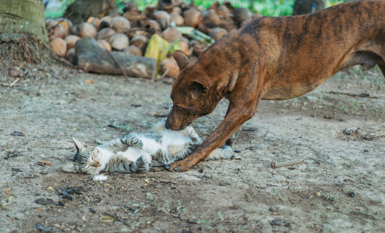 Heartwarming Cat-Dog Friendships That Will Restore Your Faith in Animals