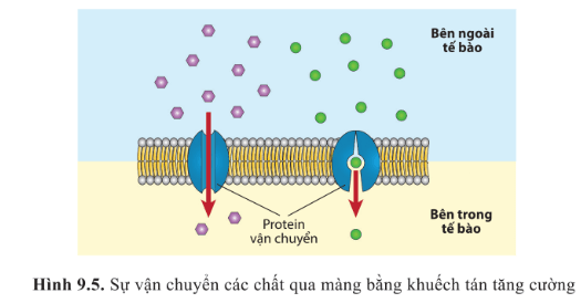 BÀI 9 - TRAO ĐỔI CHẤT QUA MÀNG SINH CHẤT