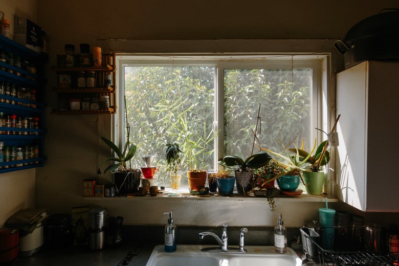 Soft light enters a home through a kitchen window. On the windowsill, a variety of plants are nestled together. A kitchen sink is visible under the window and a spice rack hangs on the wall to the left of the sink.