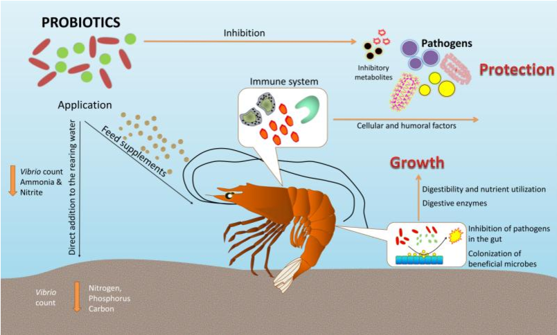 Illustration of Probiotic Benefits for the Shrimp Farming Ecosystem