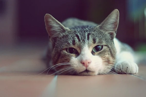 Avusturalyalı araştırmacıların yayınladığı makalede, "İncelememiz, kedi sahipliği ve şizofreniyle ilişkili bozukluklar arasındaki ilişkiyi destekliyor" ifadesinin yanı sıra, "Zihinsel bozukluklar bağlamında kedi sahiplenmeyi daha iyi anlamak için geniş ve daha yüksek kaliteli çalışmalara ihtiyaç var" uyarısında da yer verildi.