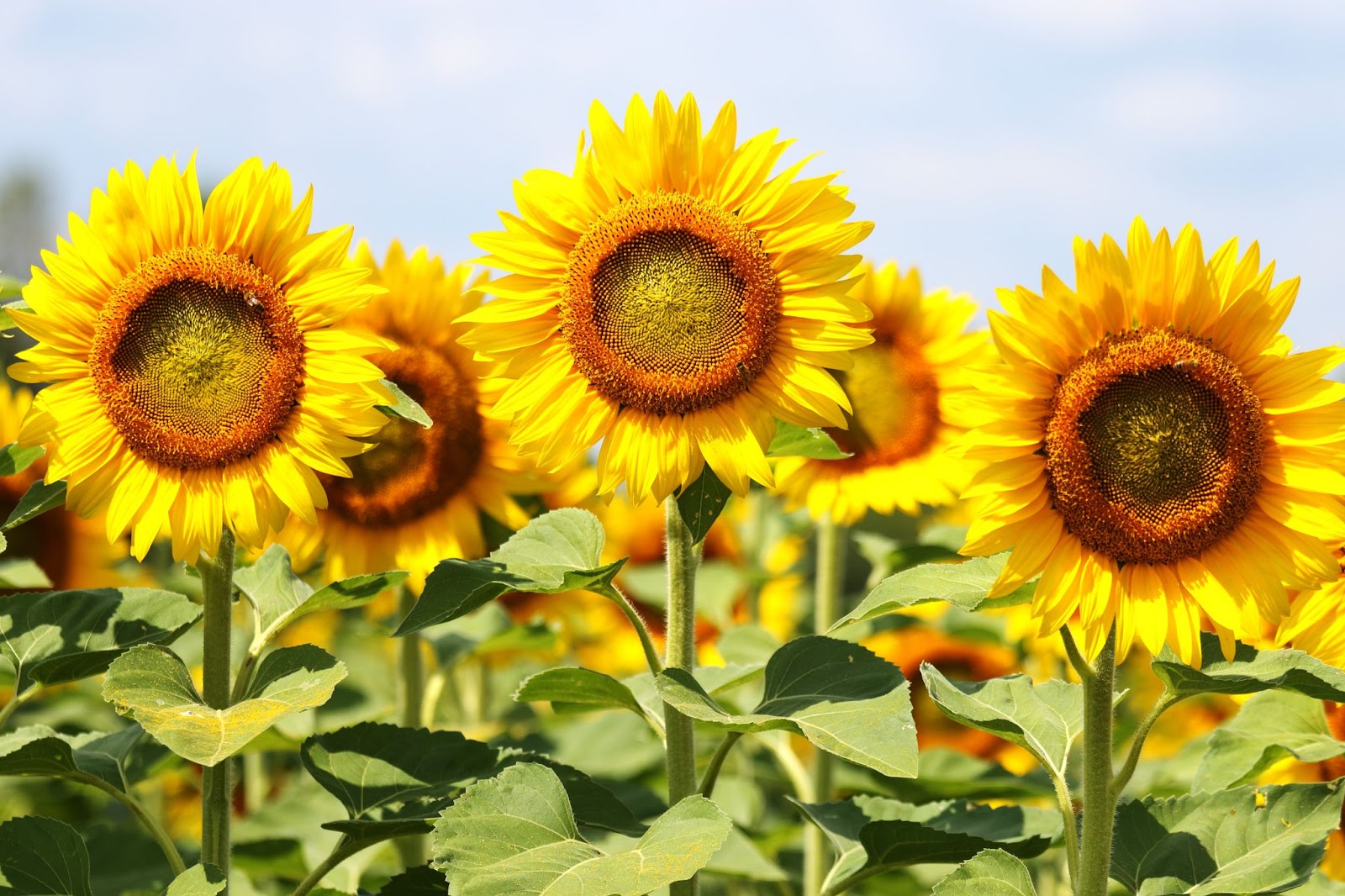 sunflowers farming