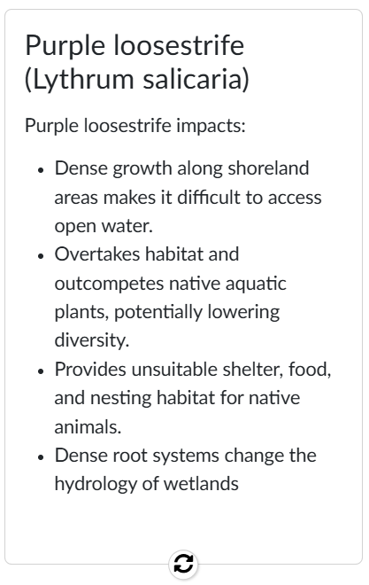 Back of flip card reveals plant identification as purple loosestrife