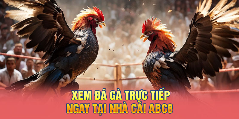 Xem đá gà trực tiếp ngay tại nhà cái ABC8