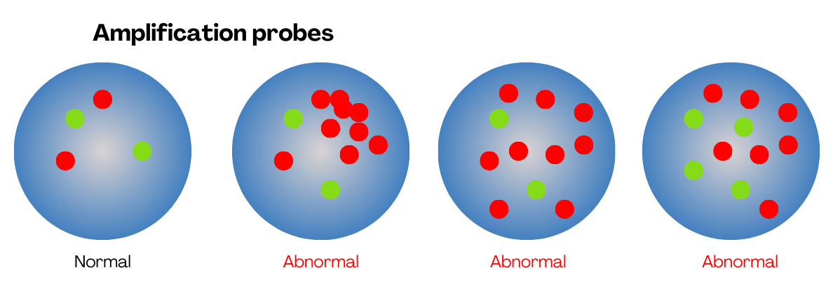 Illustration of FISH gene amplification probes.