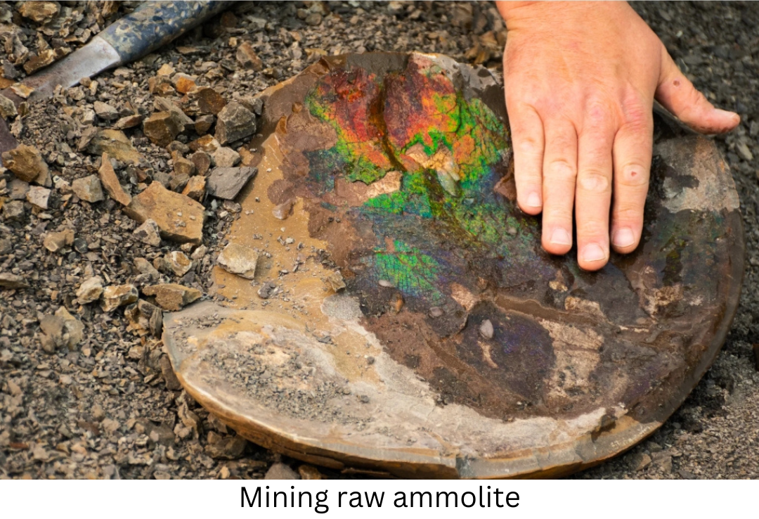 Mining raw ammolite