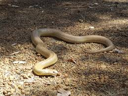 Wildlife:  A Snake 